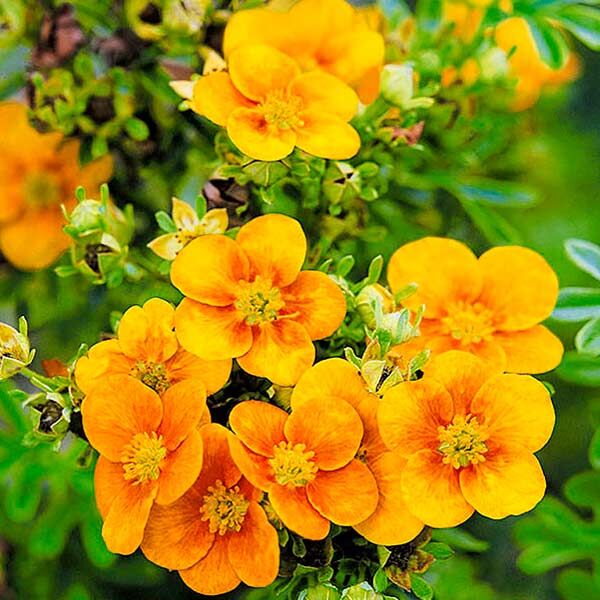 Лапчатка кустарниковая "Манго Танго" Potentila fruticosa "Mango Tango"'