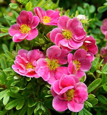 Лапчатка кустарниковая Potentilla fruticosa "Pink Paradise"