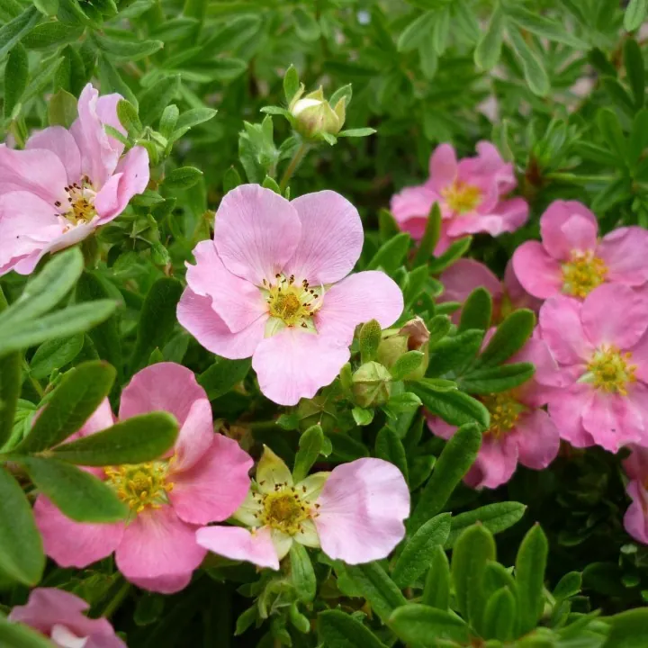 Лапчатка кустарниковая Potentilla fruticosa "Pink Queen"