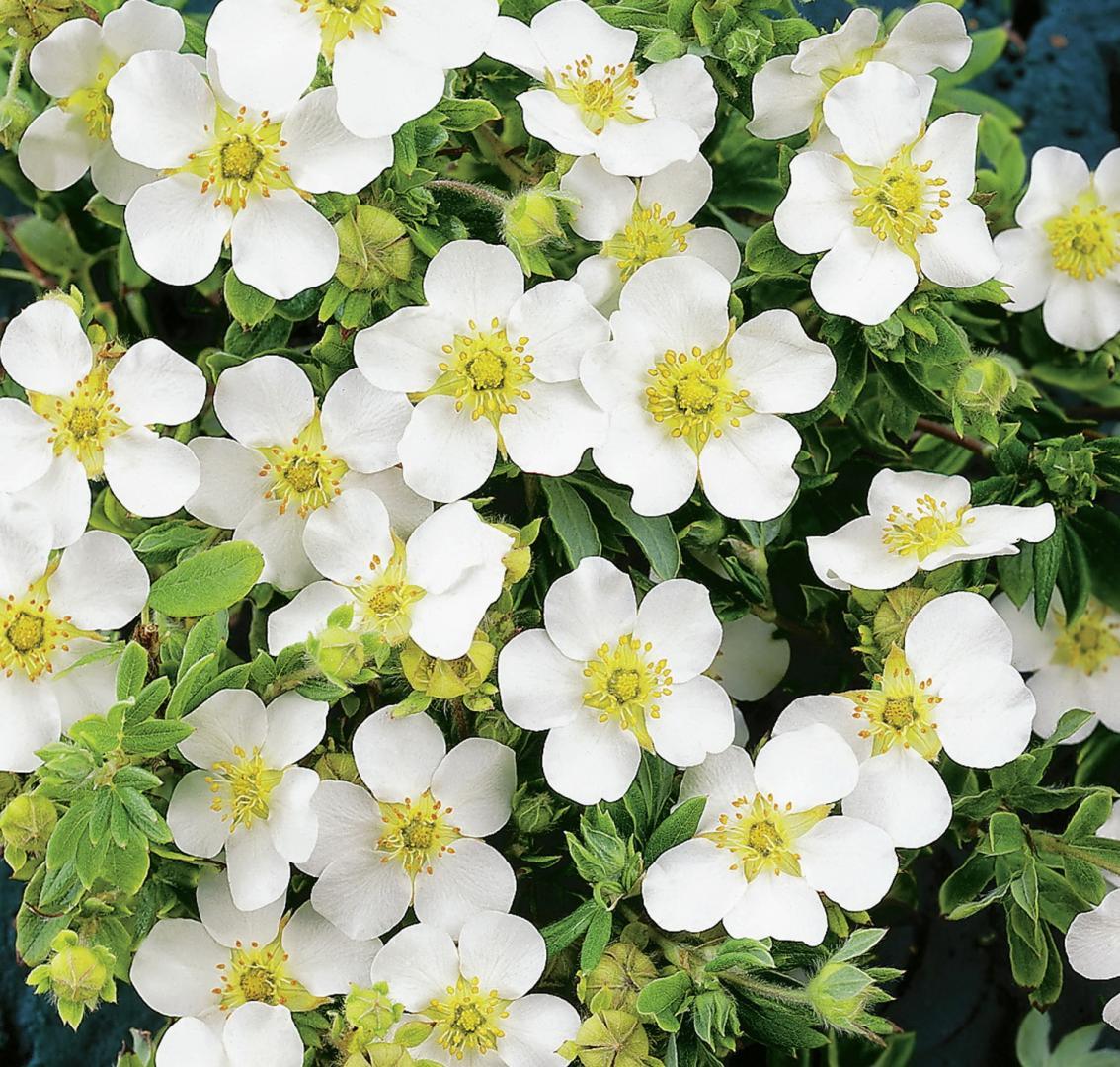 Лапчатка кустарниковая Potentilla fruticosa "Snowflake"