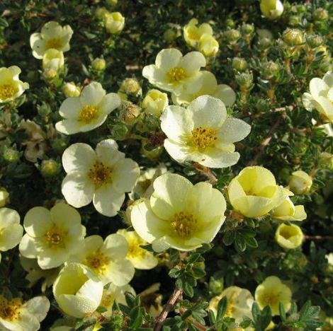Лапчатка кустарниковая Potentilla fruticosa "Tilford Cream"