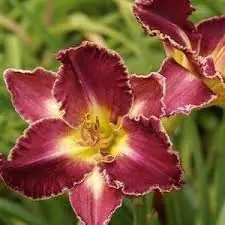 Лилейник гибридный "Бизантин Имперор" Hemerocallis "Byzantine Emperor" С2/3