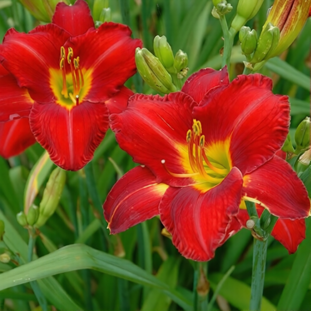 Лилейник гибридный "Чикаго Апачи" Hemerocallis " Chicago Apache" С2/3