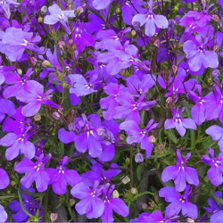 Лобелия эринус «Кристал Пэлас» Lobelia erinus "Crystal Palace"