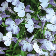 Лобелия эринус «Ривьера Блю Сплаш» Lobelia erinus "Riviera Blue Splash"