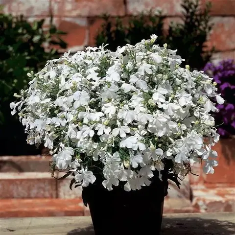 Лобелия эринус «Ривьера Вайт» Lobelia erinus "Riviera White"