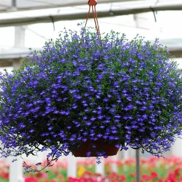 Лобелия "Регата Миднайт Блю" Lobelia erinus "Regatta Midnight Blue"