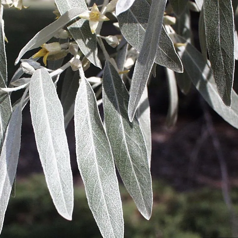 Лох Серебристый Elaeagnus commutata