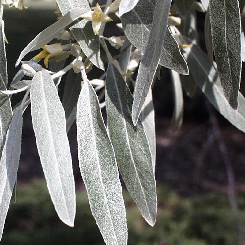 Лох Серебристый Elaeagnus commutata