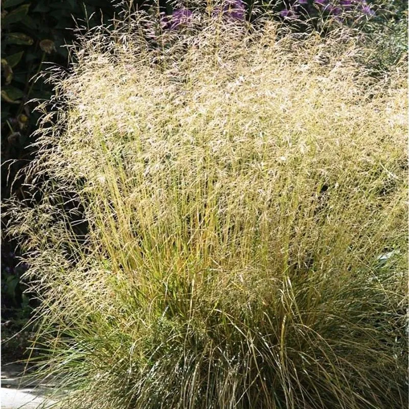Луговик (Щучка) дернистый "Голдтау" Deschampsia cespitosa "Goldtau"