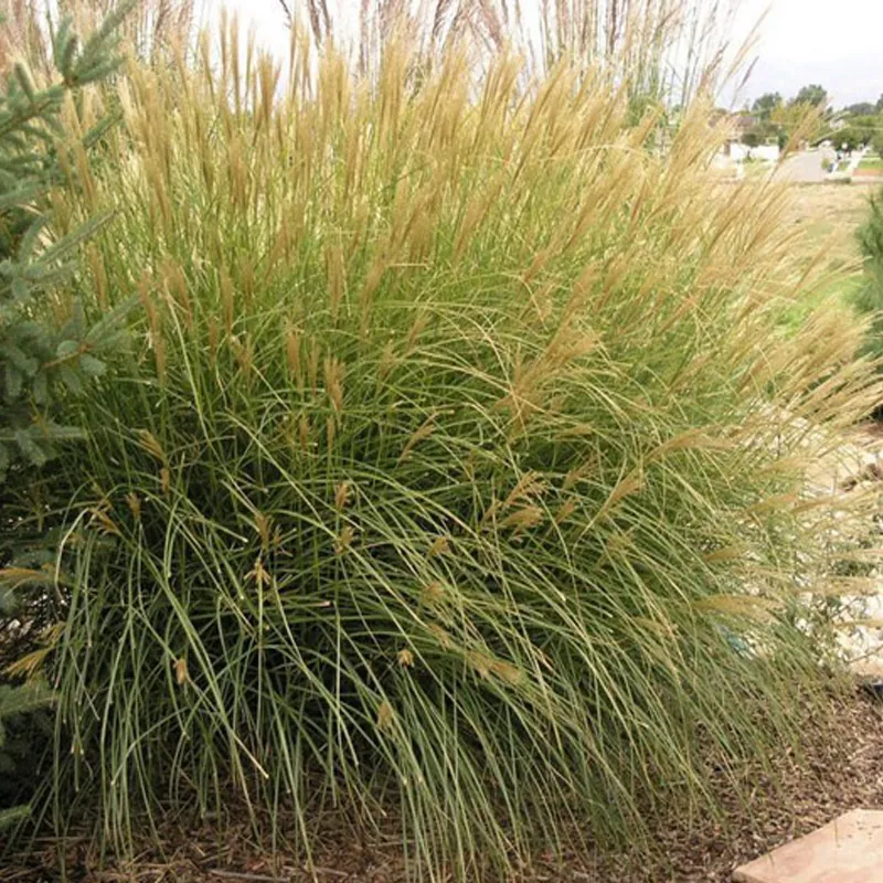 Луговик (Щучка) дернистый "Палава" Deschampsia cespitosa "Palava"