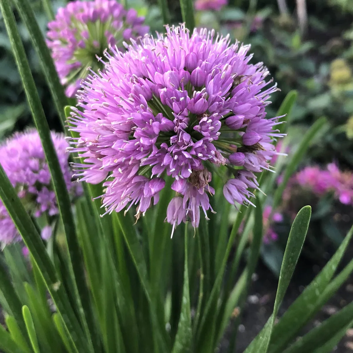 Лук декоративный "Миллениум" Allium "Millennium"
