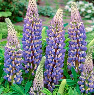 Люпин многолистный "Говернор" Lupinus polyphyllus "The Governor"