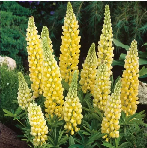Люпин многолистный "Шанделиер" Lupinus "The Chandelier"
