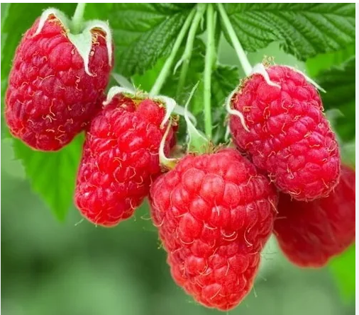 Малина "Краса России"