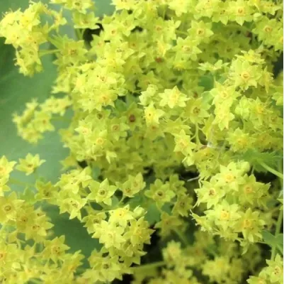 Манжетка мягкая "Триллер" Alchemilla mollis "Thriller"