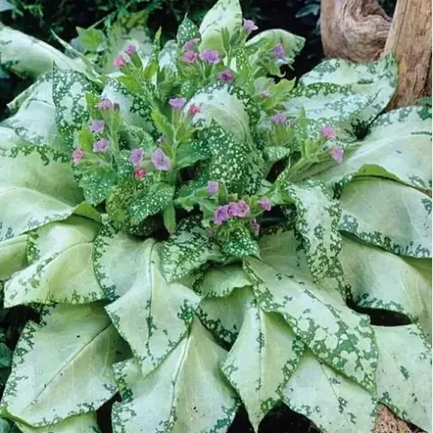 Медуница сахарная «Сильверадо» Pulmonaria saccharata "Silverado" С2/3