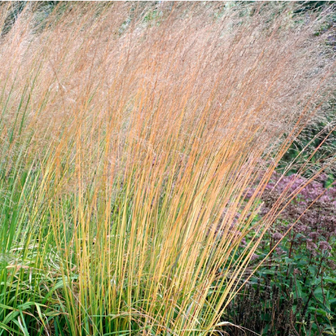 Молиния тростниковая "Карл Форестер" Molinia arundinacea "Karl Foerster" С2/3