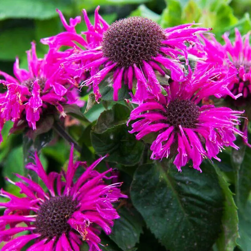Монарда гибридная "Би Труе" Monarda hybrid "Bee-True"