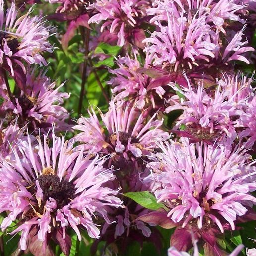 Монарда гибридная «Бьюти оф Кобхем» Monarda hybrid "Beauty of Cobham" С2/3