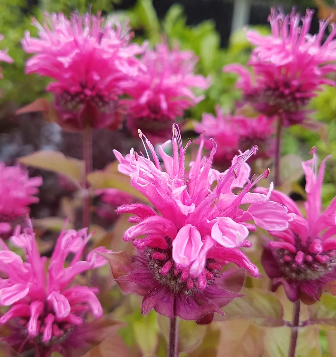 Монарда гибридная "Крофтвей Пинк" Monarda hybrid "Croftway Pink"