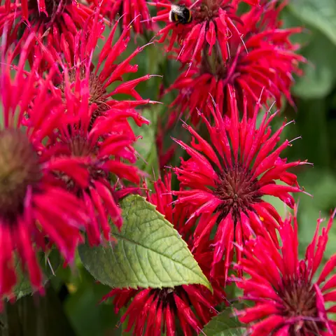 Монарда "Кэмбридж Скарлет" Monarda "Cambridge Scarlet" С2/3