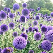 Мордовник обыкновенный Echinops ritro Р9