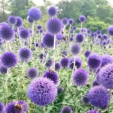Мордовник обыкновенный Echinops ritro Р9