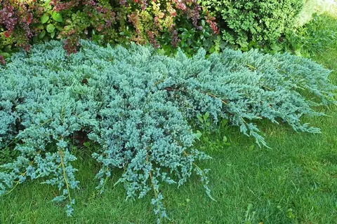Можжевельник чешуйчатый Juniperus squamata "Blue Carpet"