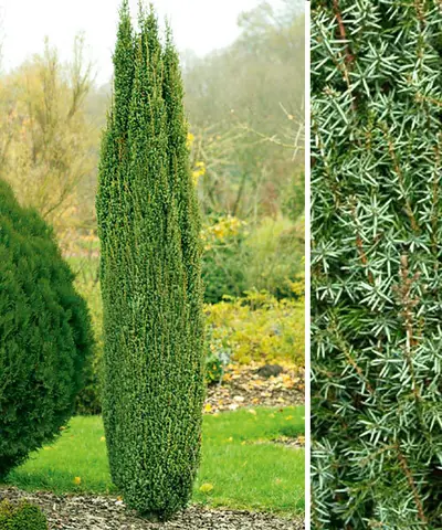 Можжевельник обыкновенный Juniperus communis 'Arnold'