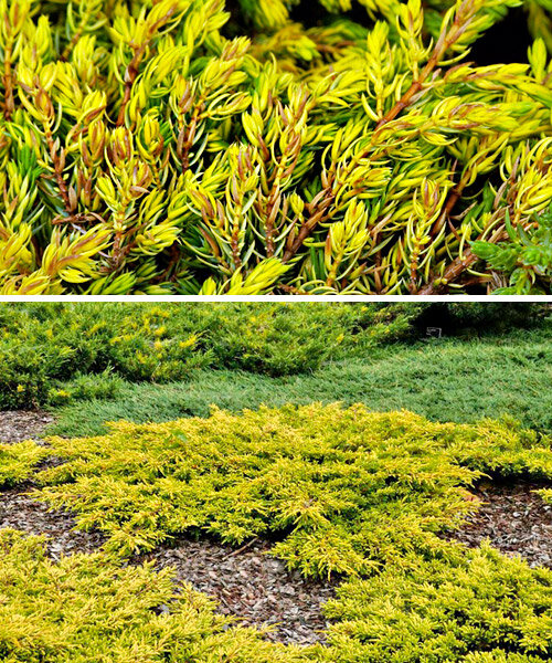 Можжевельник обыкновенный Juniperus communis 'Goldschatz'