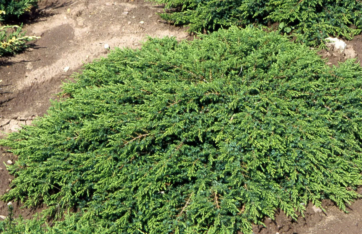 Можжевельник обыкновенный Juniperus communis 'Green Carpet'