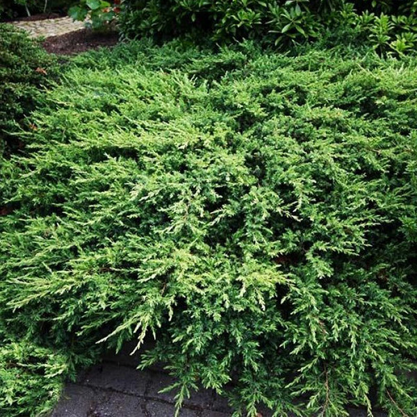 Можжевельник прибрежный Juniperus conferta "Schlager" : С12, h=40-60*