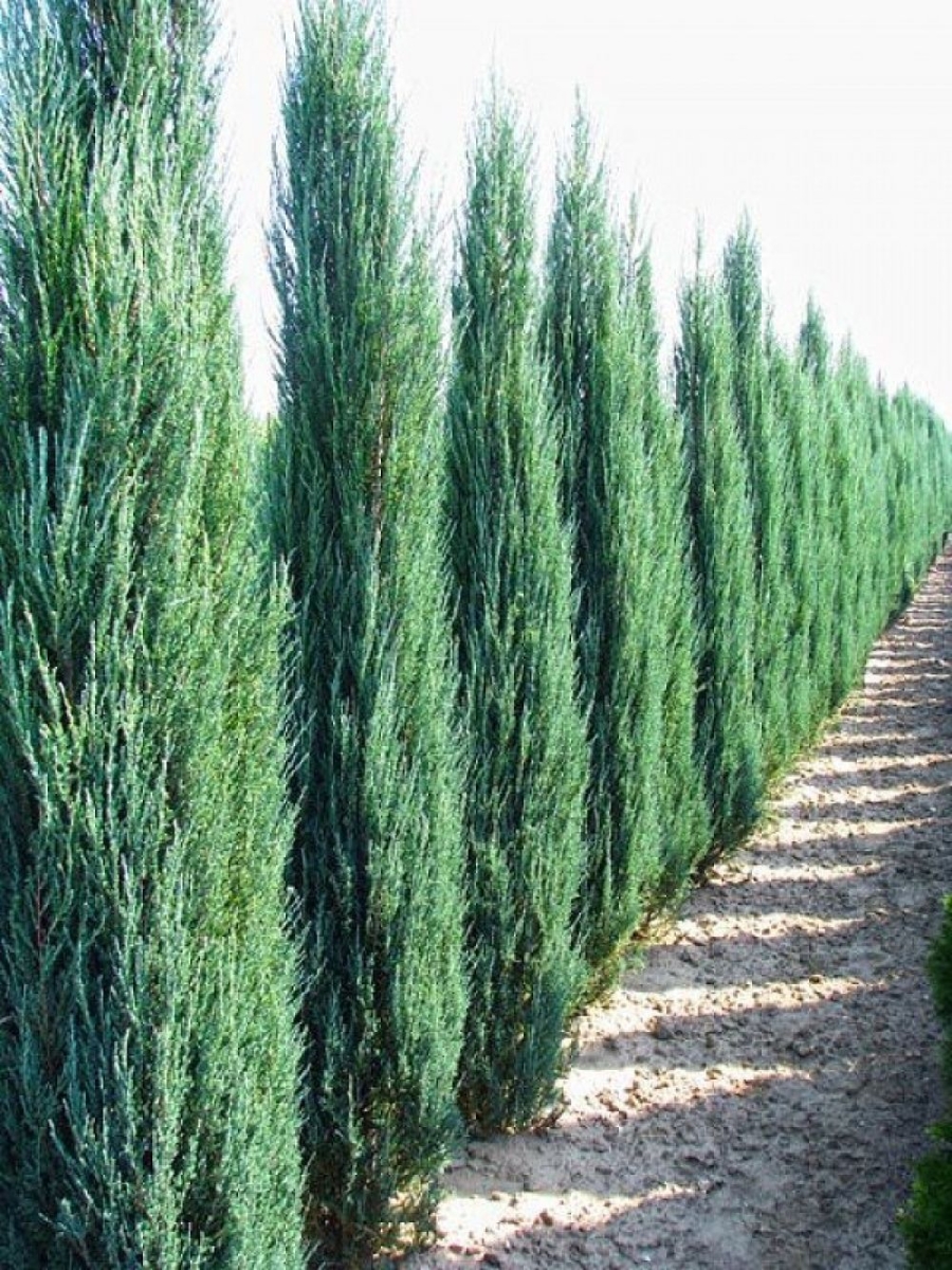 Можжевельник скальный Juniperus scopulorum 'Blue Arrow'