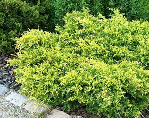 Можжевельник средний Juniperus media "Gold Coast"