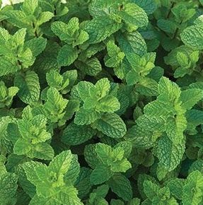 Мята перечная "Альмира" Mentha piperita "Almira" С2/3