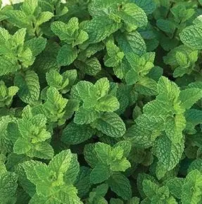 Мята перечная "Альмира" Mentha piperita "Almira" С2/3