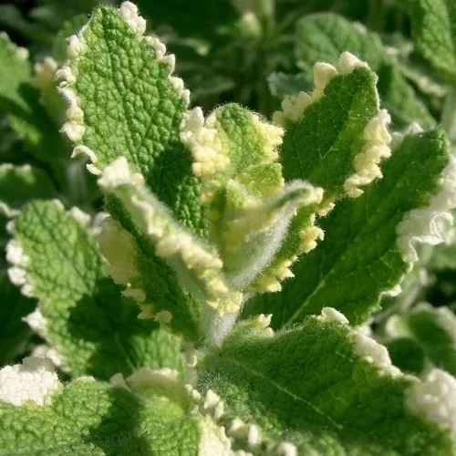Мята перечная ананасная "Пинедо" Mentha piperita "Pinedo"