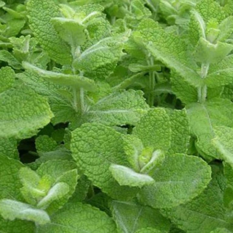 Мята перечная яблочная "Помо" Mentha piperita "Pomo" Р9