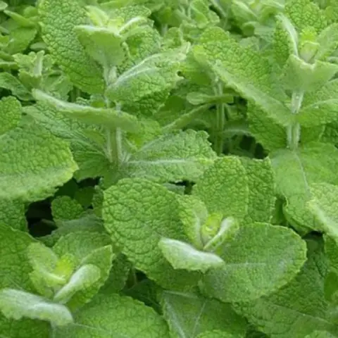 Мята перечная яблочная "Помо" Mentha piperita "Pomo" Р9