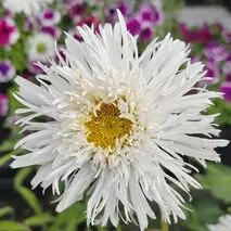 Нивяник "Сноудрифт" Leucanthemum "Snowdrift"