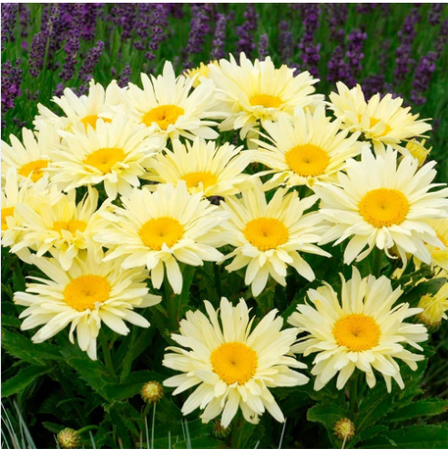 Нивяник великолепный "Банана Крим" Leucanthemum superbum "Banana Cream" С2/3