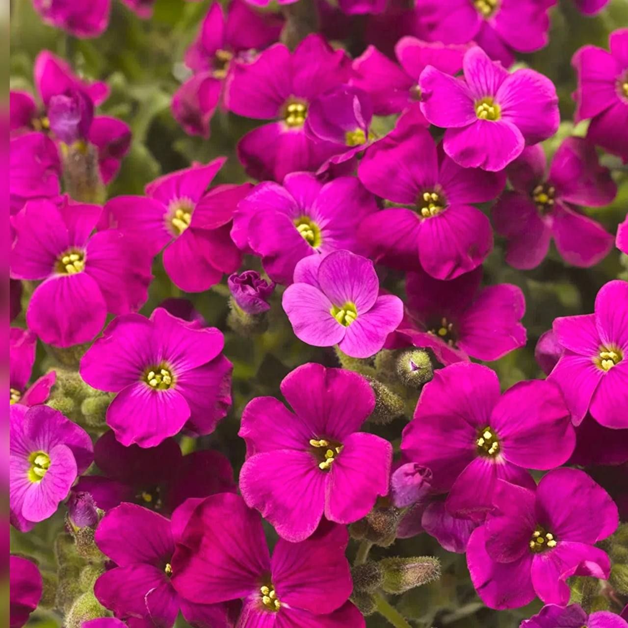 Обриета гибридная "Одри Ред" Aubrieta hybrida "Audrey Red" Р9