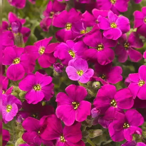 Обриета гибридная "Одри Ред" Aubrieta hybrida "Audrey Red" Р9
