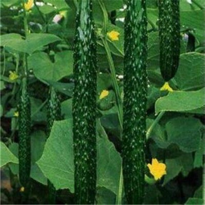 Огурец китайский Cucumis sativus var. sativus