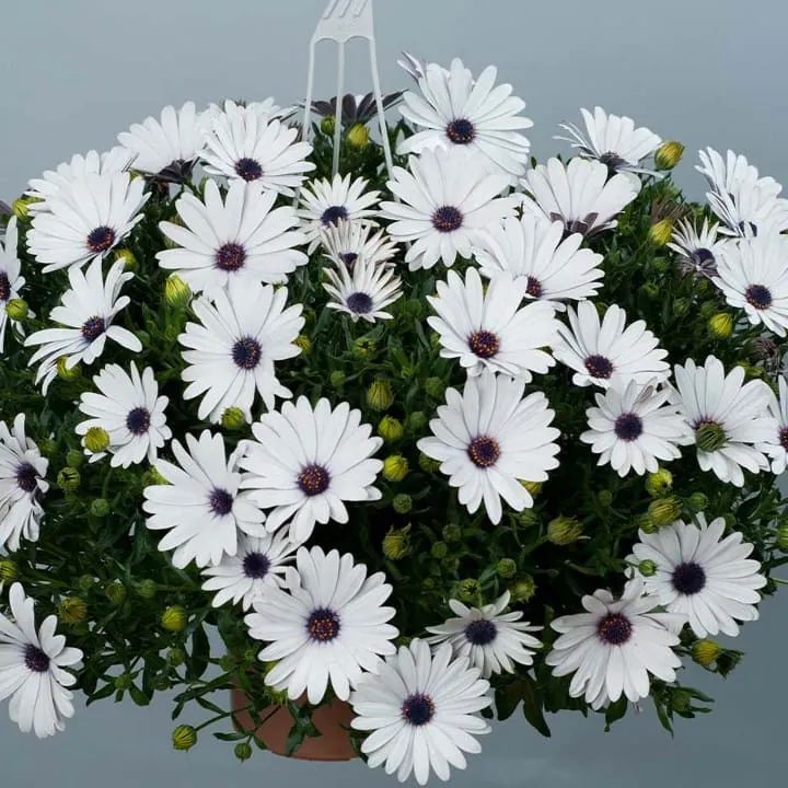 Остеоспермум "Остика Пьюр Вайт" Osteospermum ecklonis "Ostica Pure White"