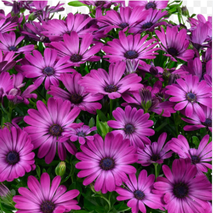 Остеоспермум "Остикад Маджента" Osteospermum ecklonis "Osticade Magenta" Кашпо 5,5л