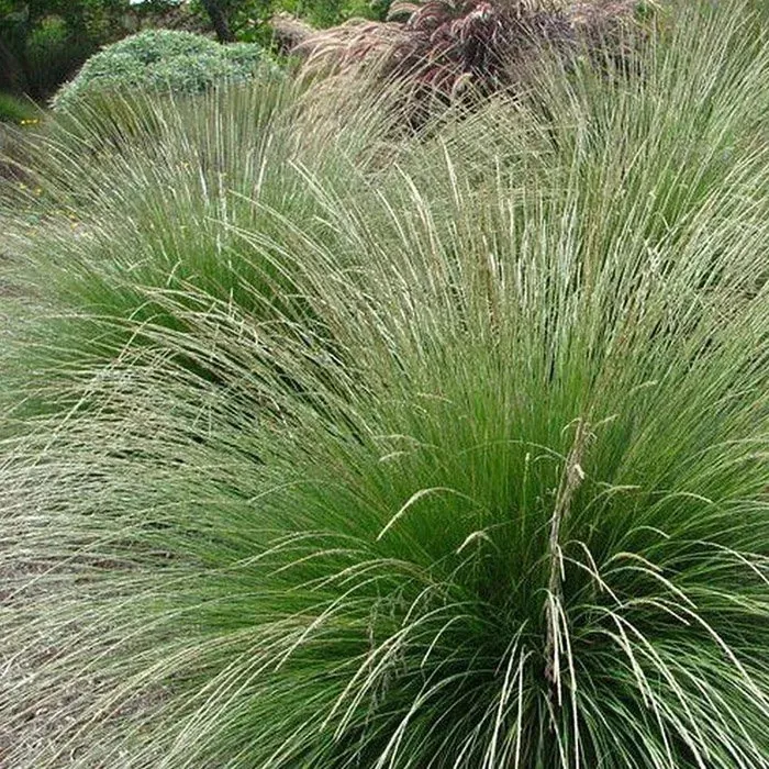 Овсяница Мейера Festuca Mairei