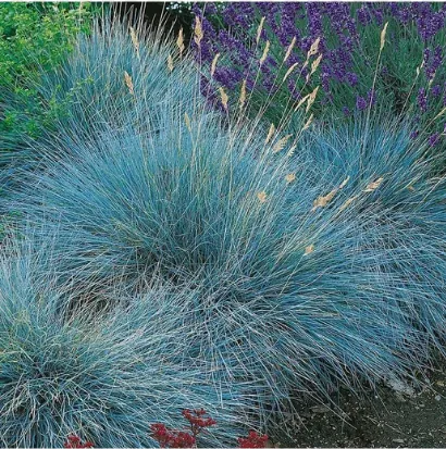 Овсяница сизая "Компакта Блю" Festuca glauca "Compacta Blue"