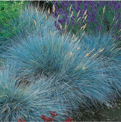 Овсяница сизая "Компакта Блю" Festuca glauca "Compacta Blue" С2/3